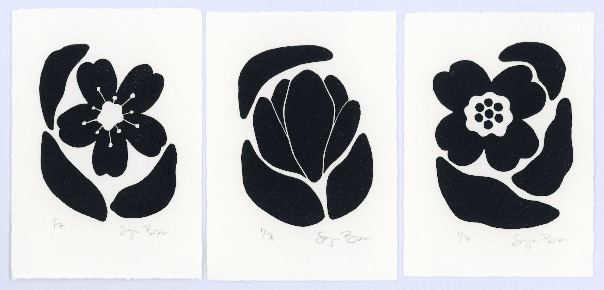 Three Spring Bloom Prints: Cherry, Magnolia, Dogwood